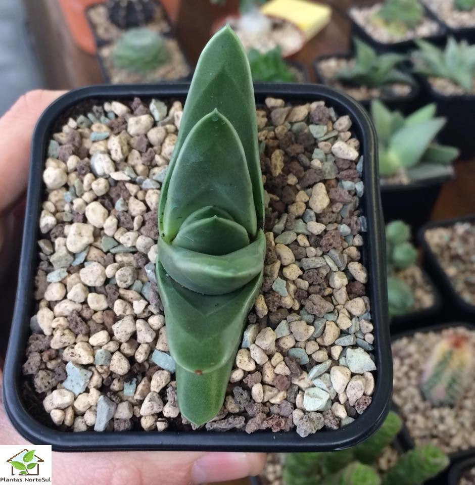Haworthia Marginata