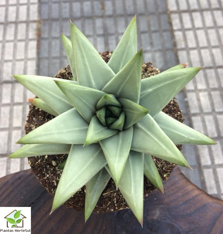 Haworthia tulista marginata
