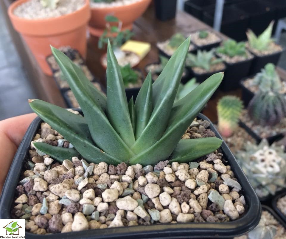 Haworthia Marginata