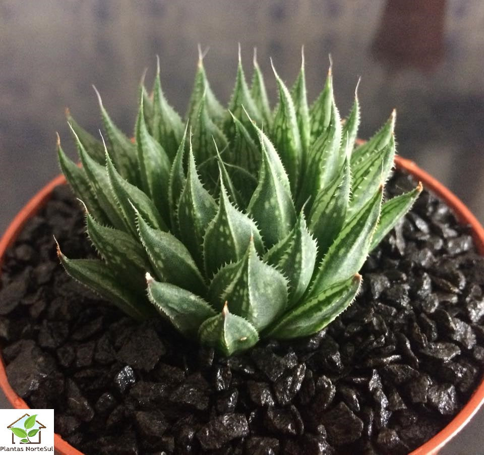 Haworthia marumiana