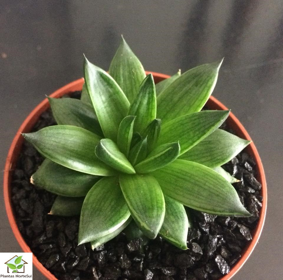 Haworthia marumiana var. batesiana