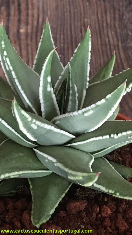 Haworthia Pumila x Marginata