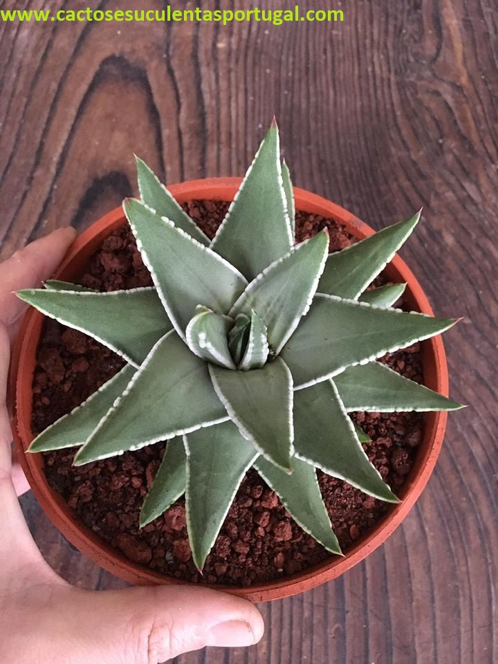 Haworthia Pumila x Marginata