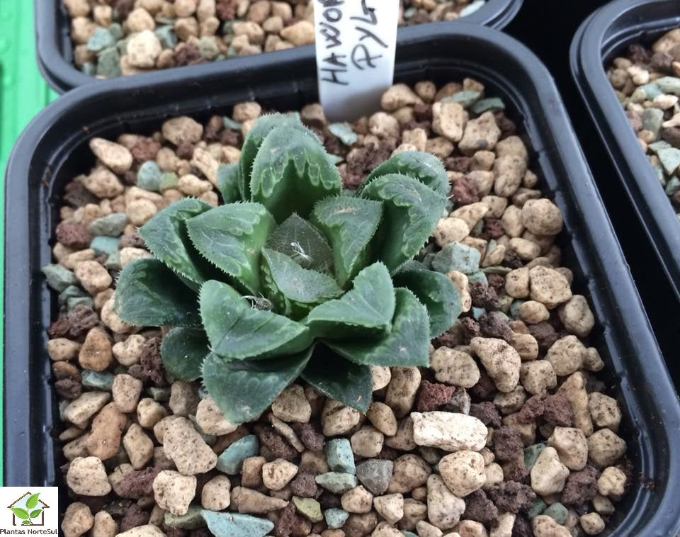 Haworthia pygmaea