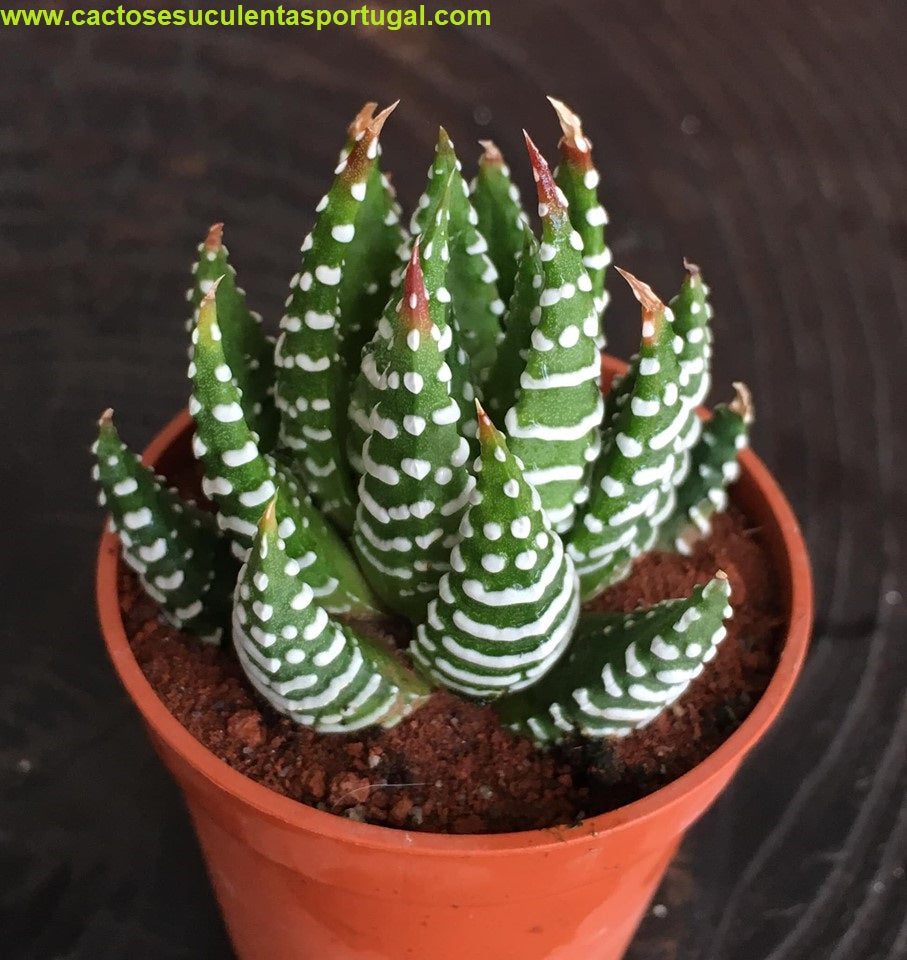 Haworthia super fasciata