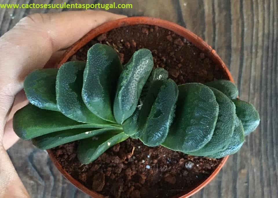 Haworthia truncata x maughanii,