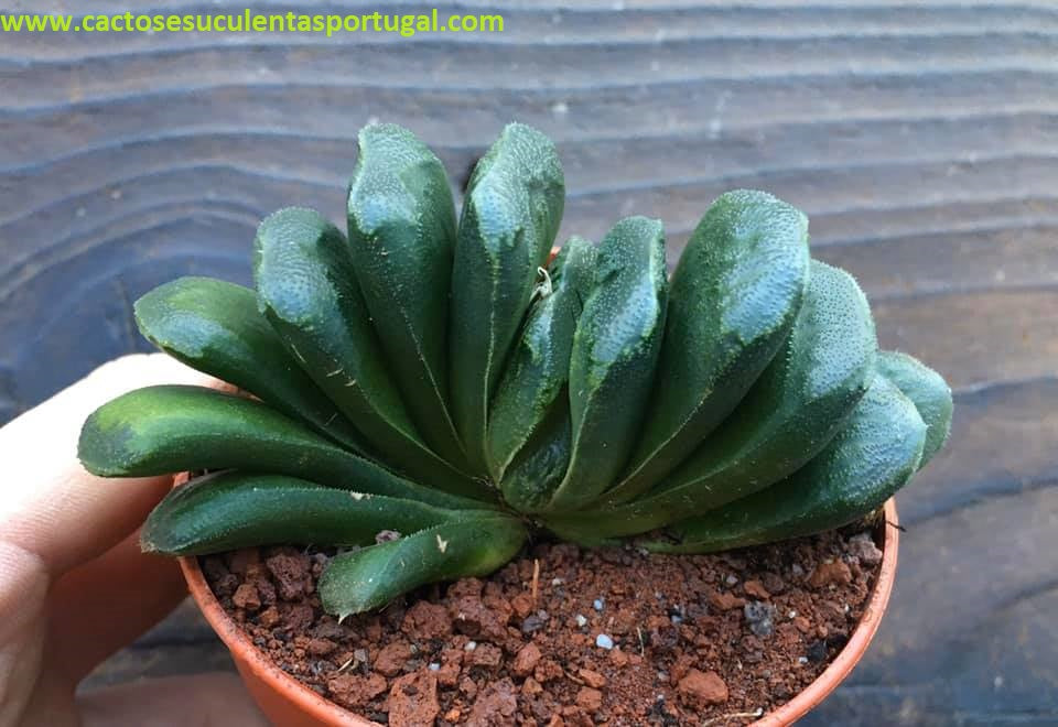 Haworthia truncata x maughanii
