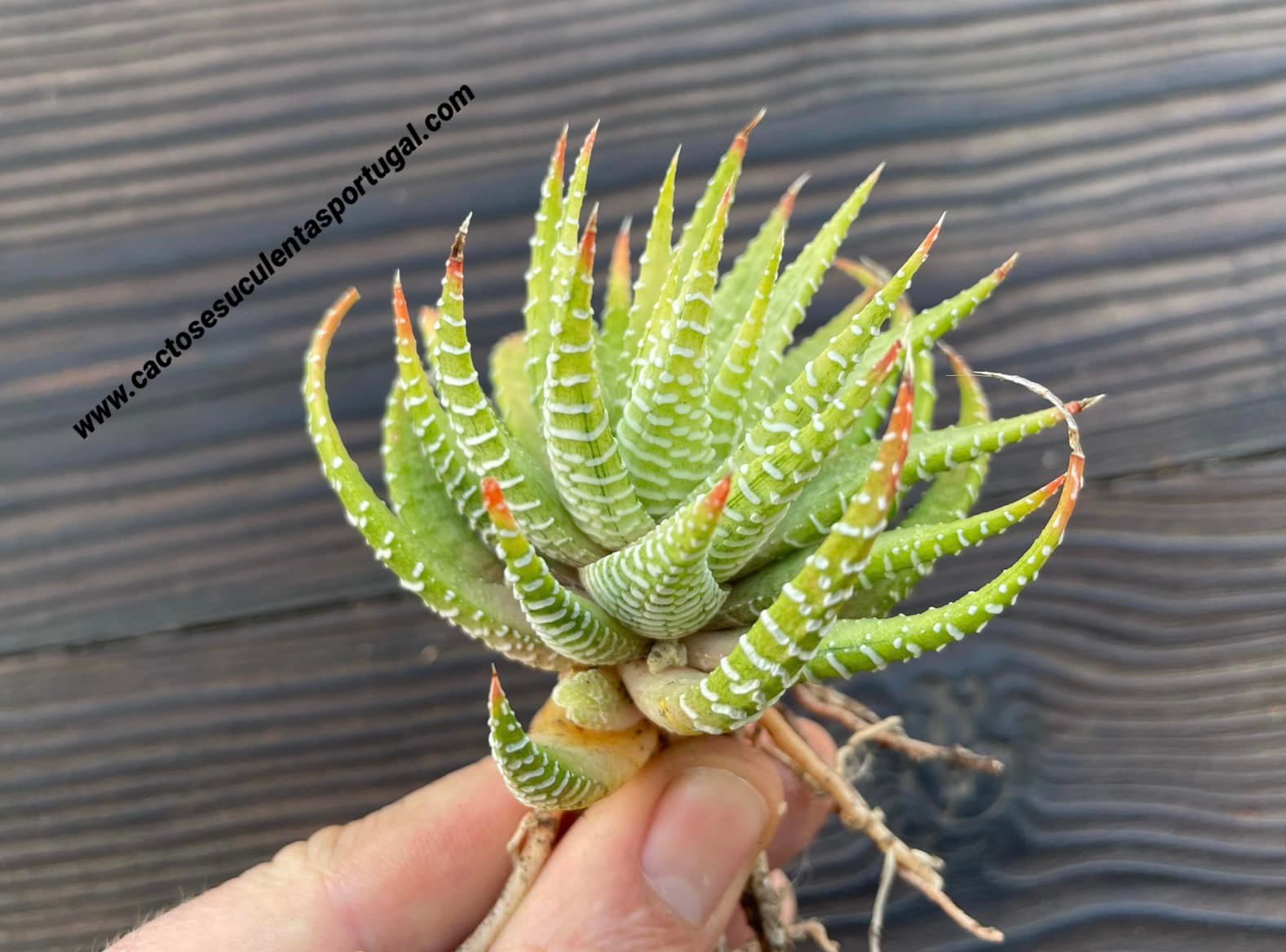 Haworthia attenuata cv. albina