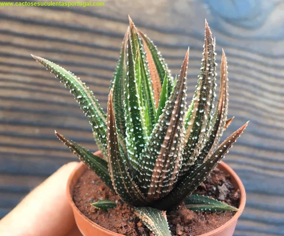 Haworthia attenuata var. radula f. variegata