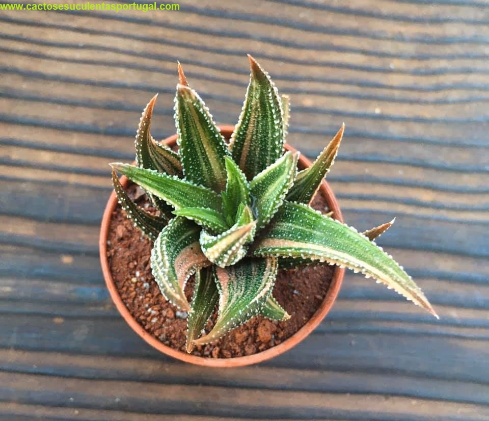 Haworthia attenuata var. radula f. variegata 2