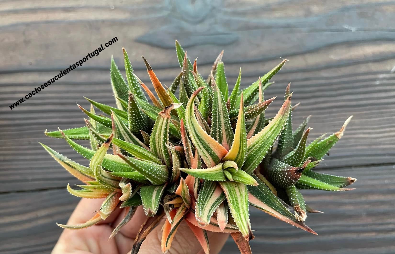 Haworthia attenuata var. radula f. variegata