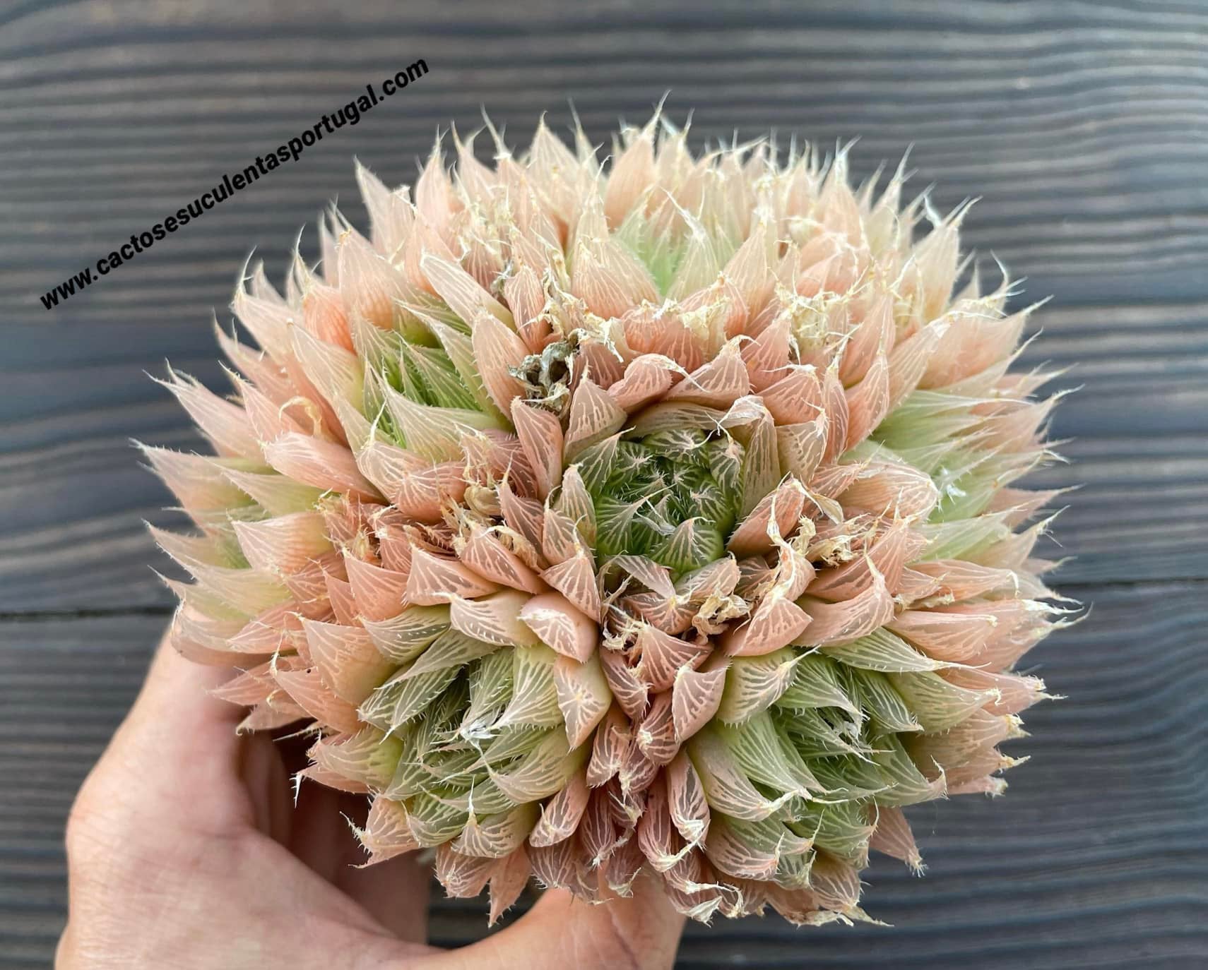 Haworthia cooperi, extra ramificado, lote 2020