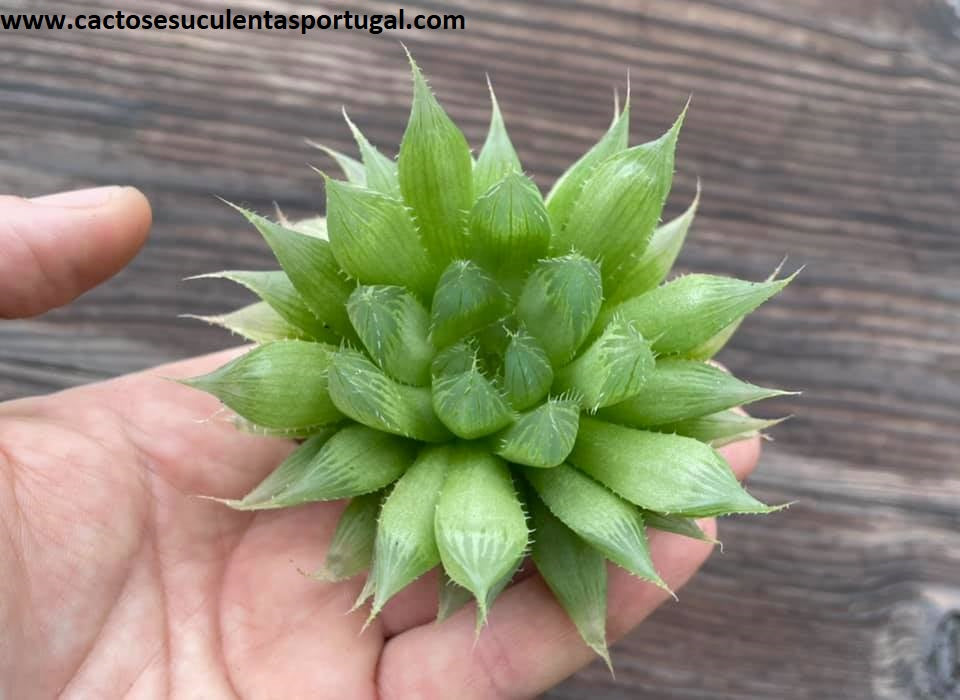 Haworthia cooperi (Cooper's Haworthia) 