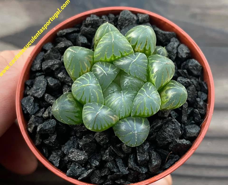 Haworthia cooperi var. obtusa