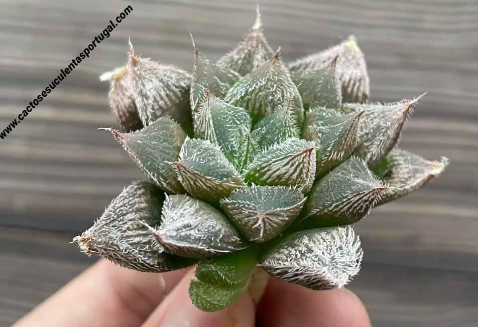Haworthia cooperi var. venusta