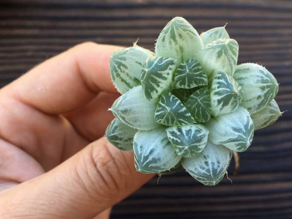 Haworthia cooperi var pilifera variegata "Silver Swirls"