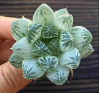 Haworthia cooperi var pilifera variegata "Silver Swirls"