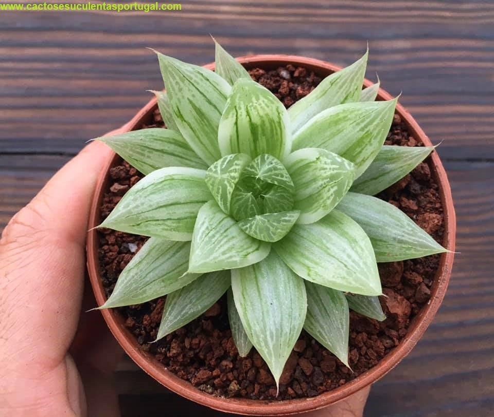 Haworthia cv. Marble