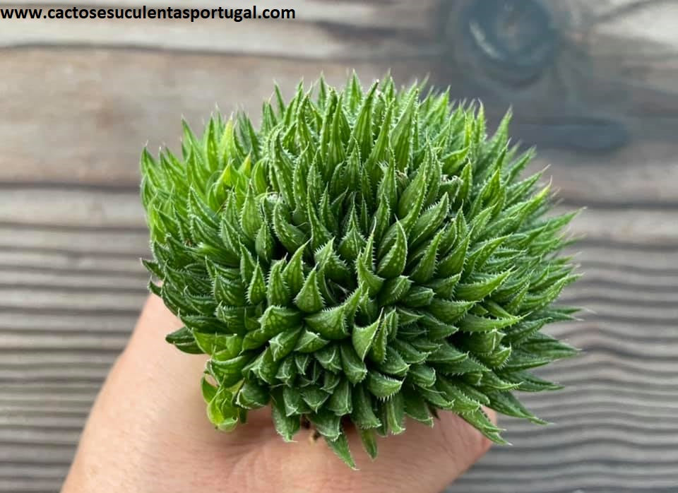 Haworthia decipiens spp. extra ramificada