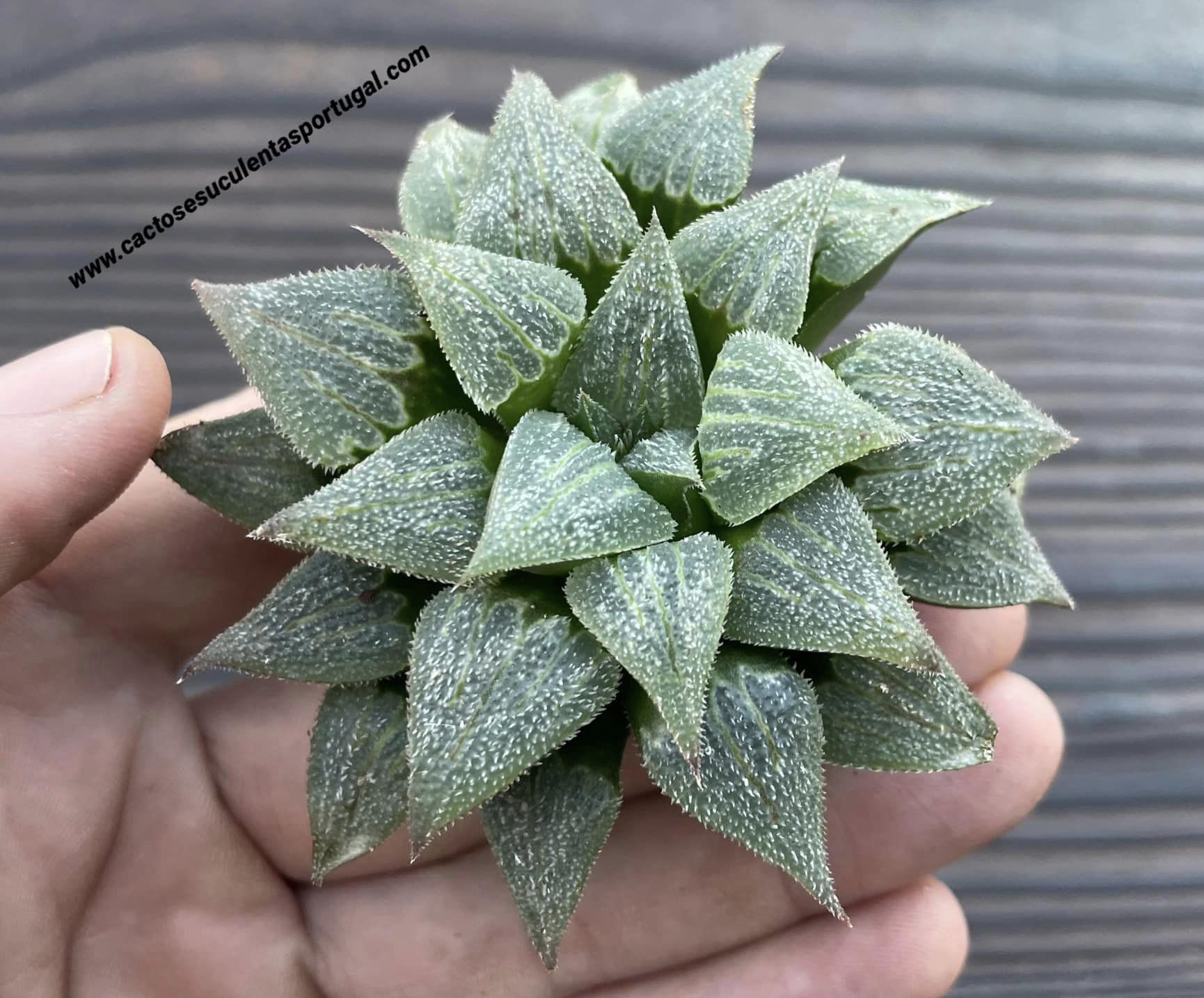 Haworthia emelyae var. major