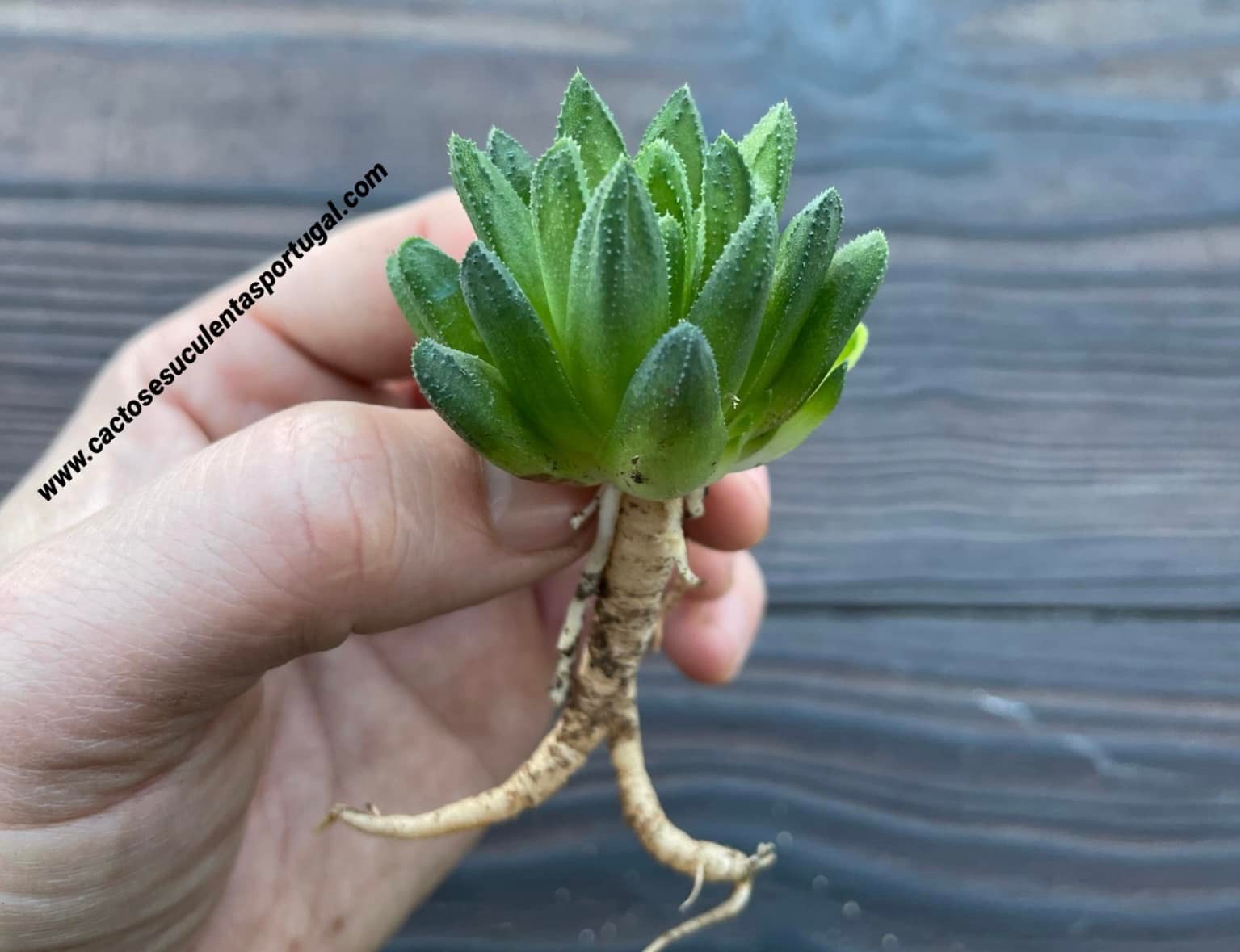 Haworthia floribunda var. dentata