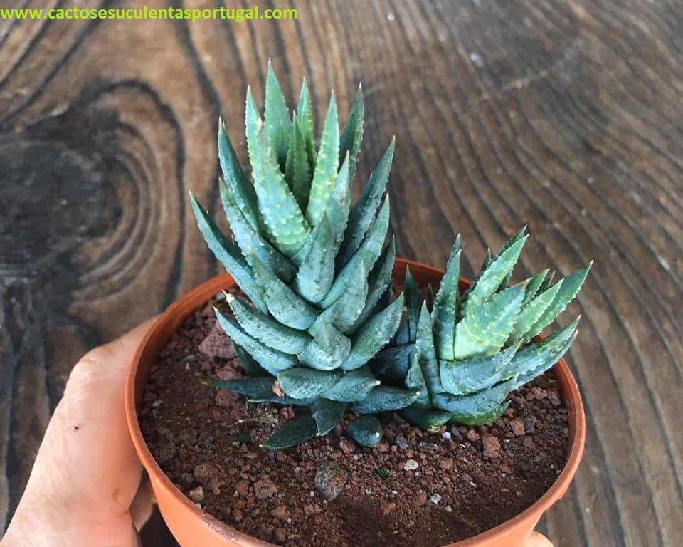 Haworthia glauca var. herrei