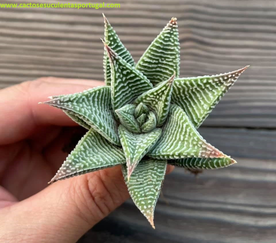 Haworthia limifolia striata 'Spider White'