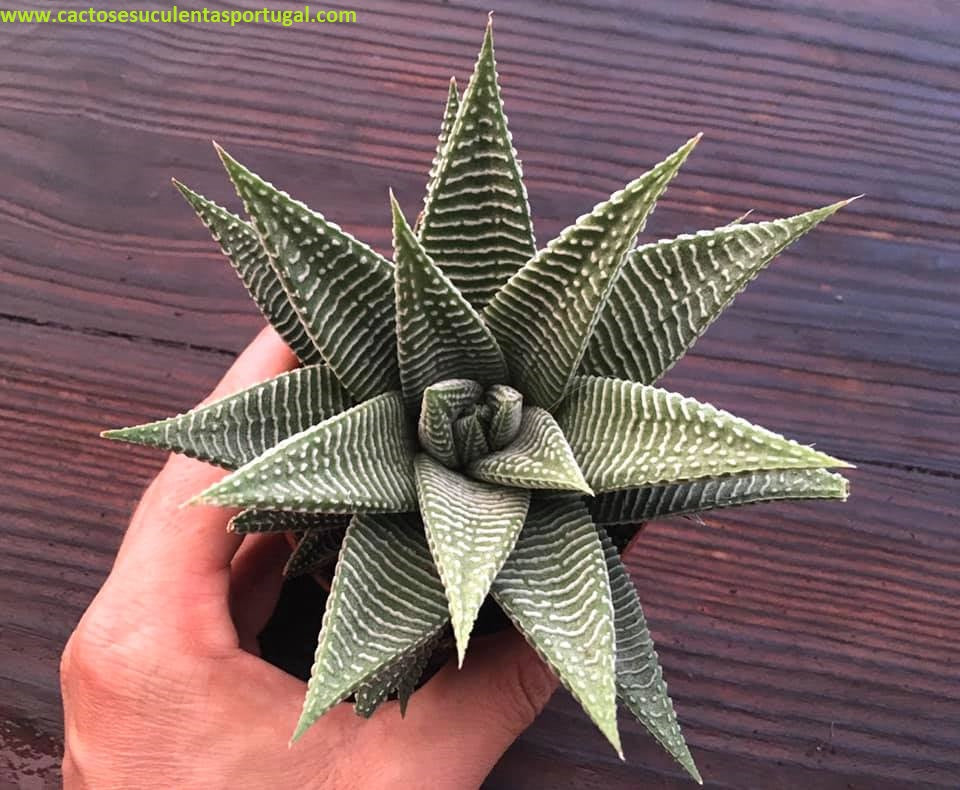 Haworthia limifolia striata "spider white"