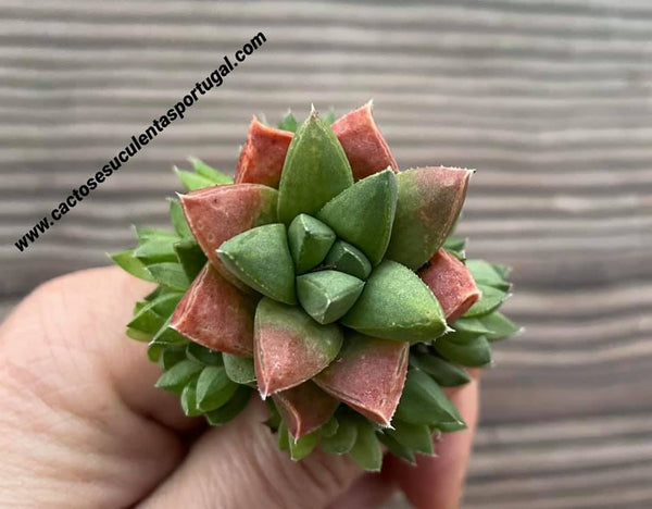 Haworthia mucronata var. rycoftiana