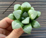 Haworthia mutica cv. 'Byakuya'
