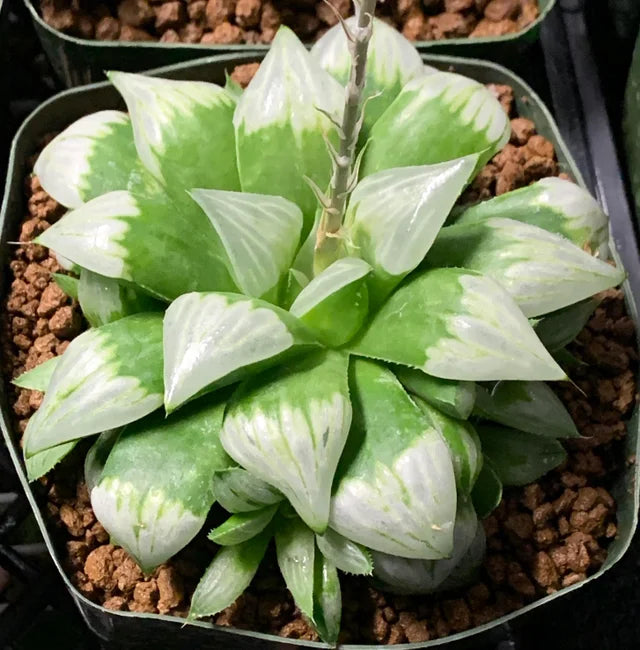 Haworthia mutica cv. 'Byakuya'