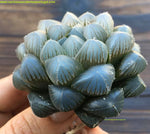 Haworthia obtusa 'TOKUDAI BLUE LENS'