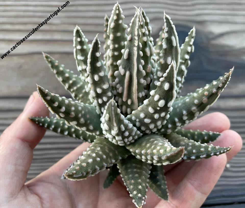 Haworthia pumila 'Little Donut'