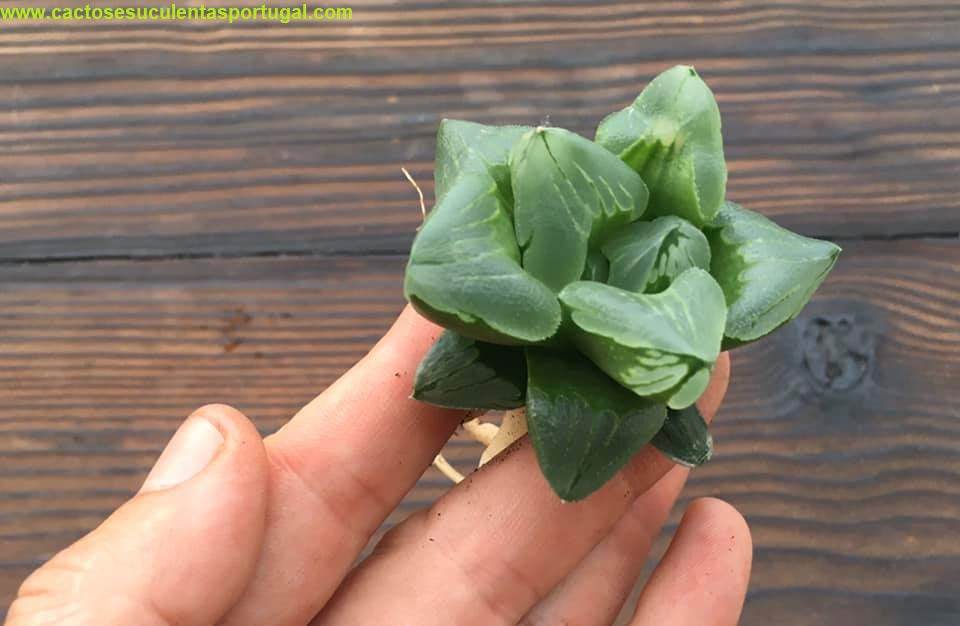 Haworthia pygmaea mutant cv."Ice City"