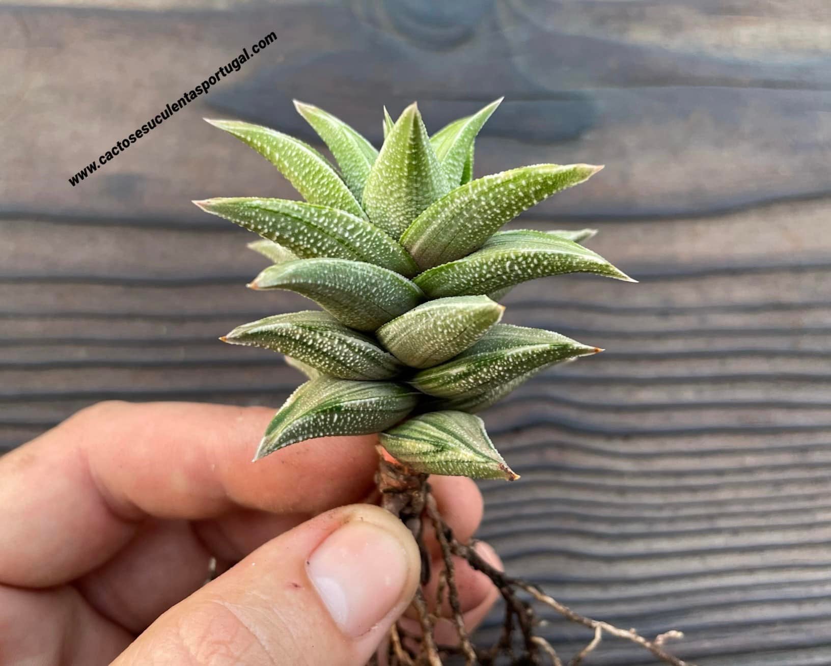 Haworthia tortuosa f. variagata 