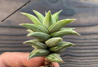 Haworthia tortuosa f. variagata