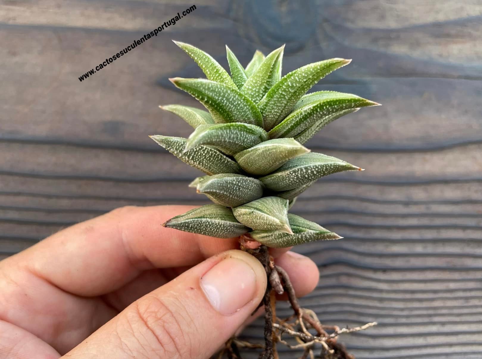 Haworthia tortuosa f. variagata 