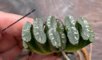 Haworthia truncata (Horse's Teeth)