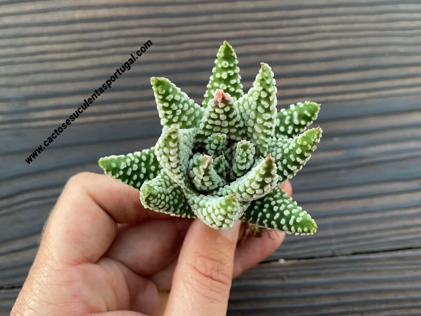 Haworthia tulista pumila 'Donuts'