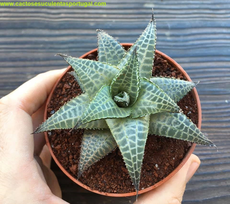Haworthia Venosa subsp. Tessellata