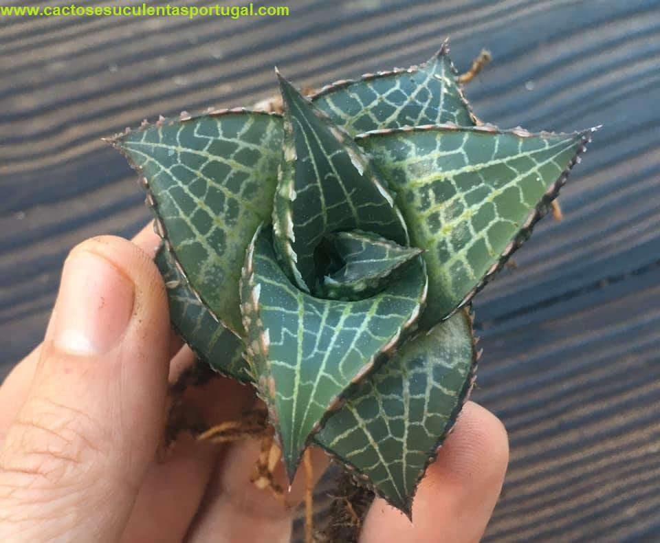 Haworthia venosa subsp. tessellata (Ex. Juan Martinez)