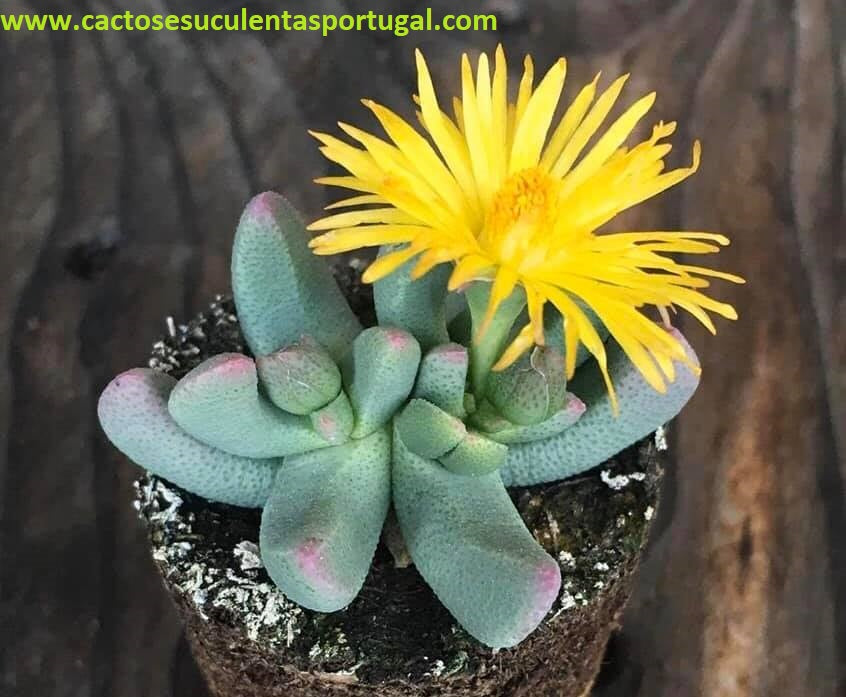 Hereroa brevifolia