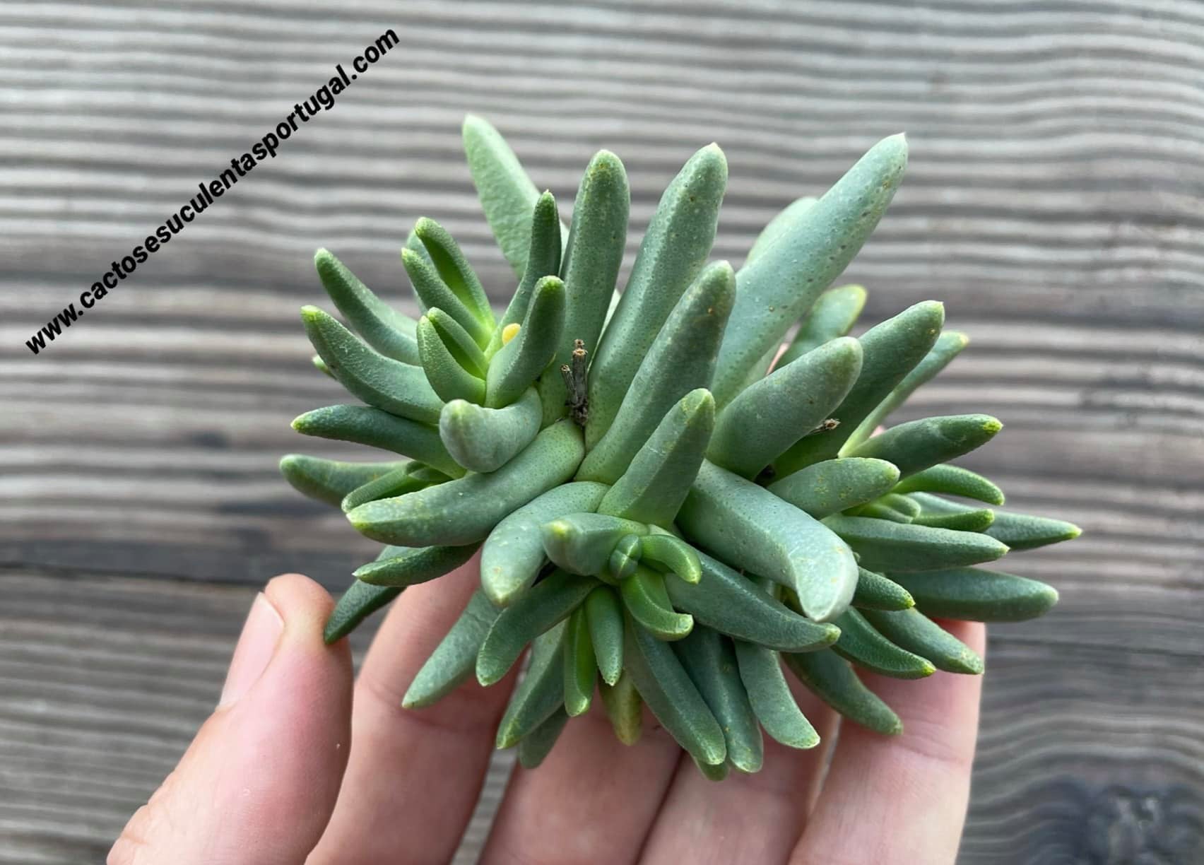 Hereroa brevifolia