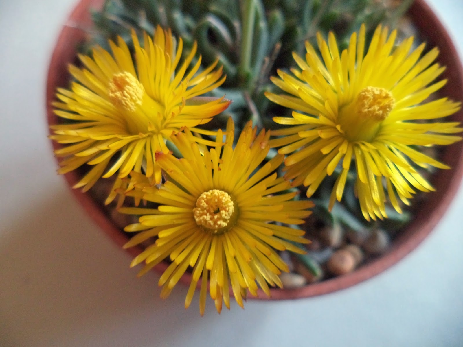 Hereroa brevifolia