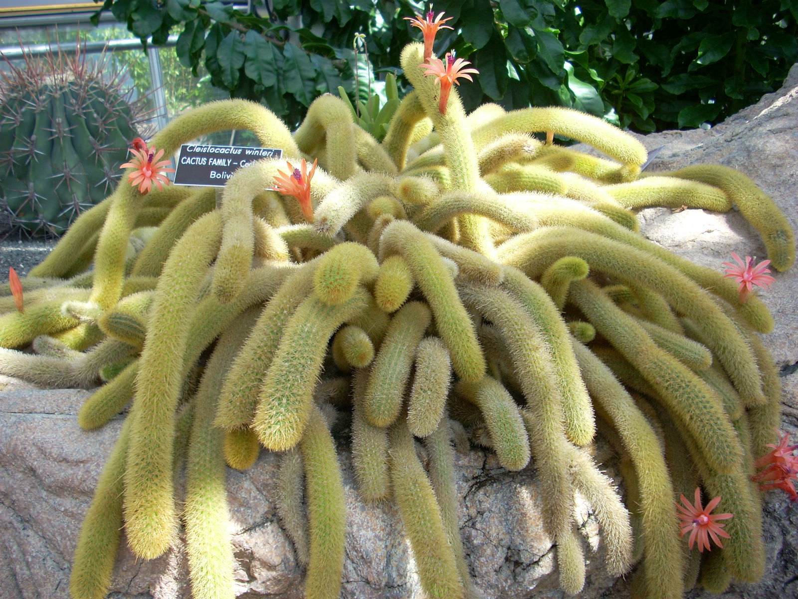 Hildewintera Aureispina (Rabo de gato)