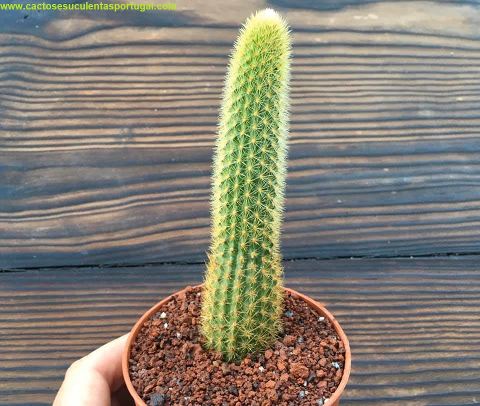 Hildewintera Aureispina (Rabo de gato)