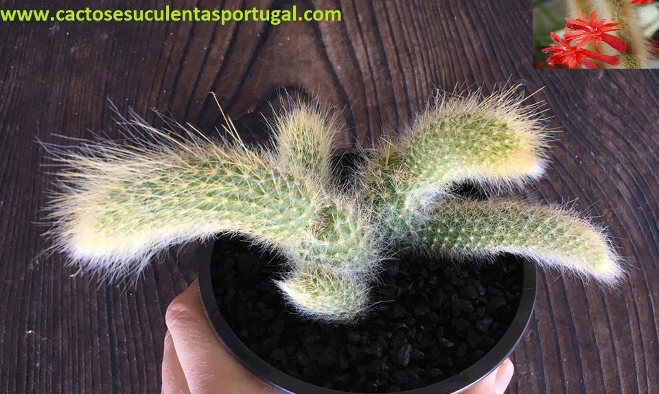 Hildewintera colademononis "monkey’s tail", rabo de macaco
