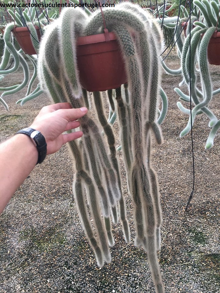 Hildewintera colademononis "monkey’s tail", rabo de macaco