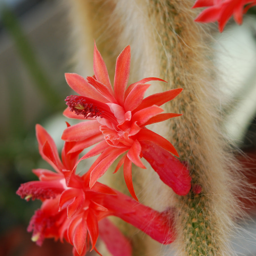 Hildewintera colademononis "monkey’s tail", rabo de macaco