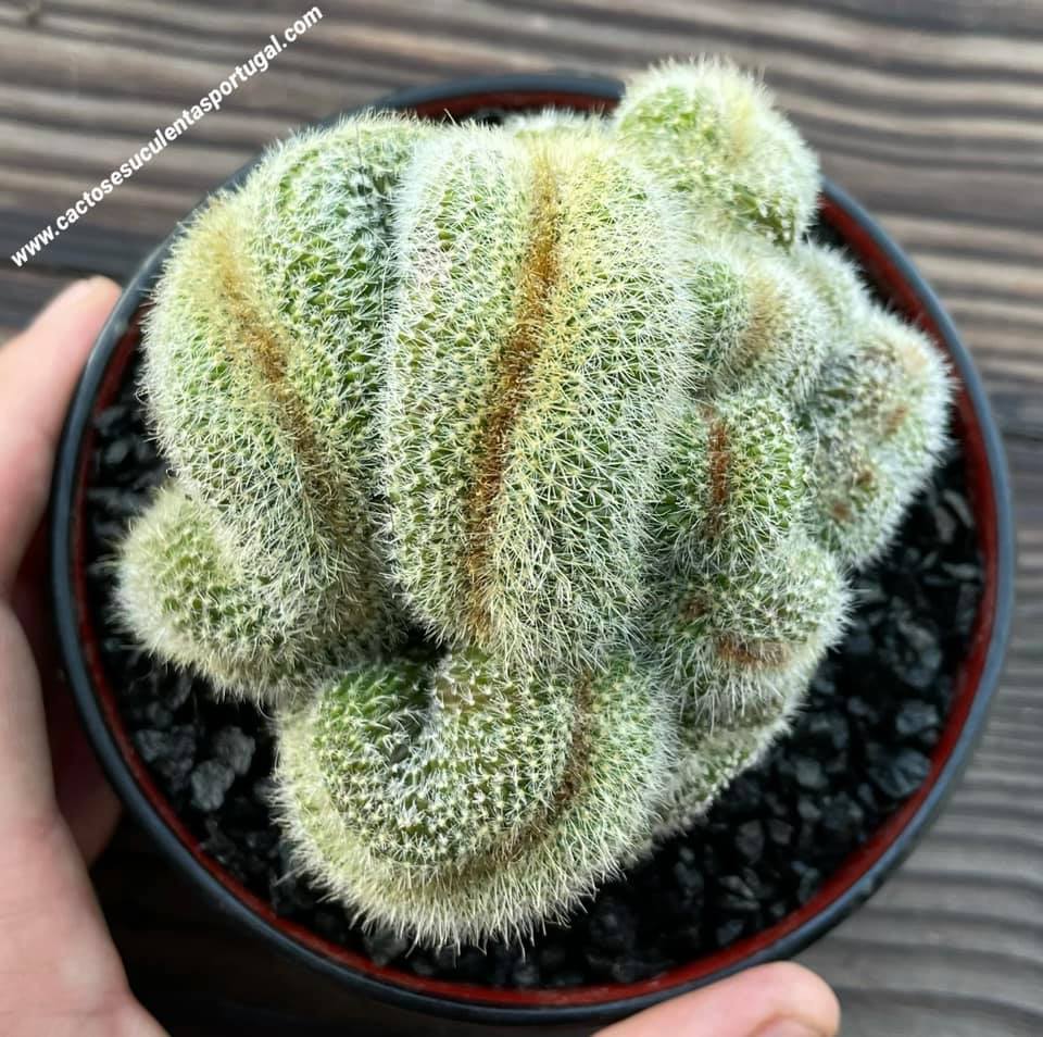 Hildewintera aureispina form. cristata